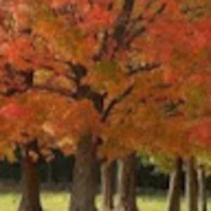 Meet your Posher, Nora